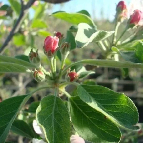 Red_Anna_Low_Chill_Apple_Fruit_Grafted_Seb_Fruit_Plants_Tree1.5_-_3_Feet_S