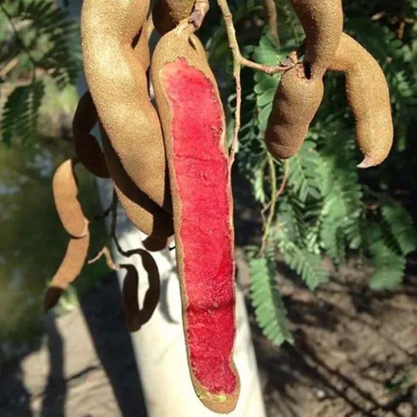 Red_Sweet_Tamarind_Imli_Fruit_Grafted_Plants_Tree1.5_-_3_Feet