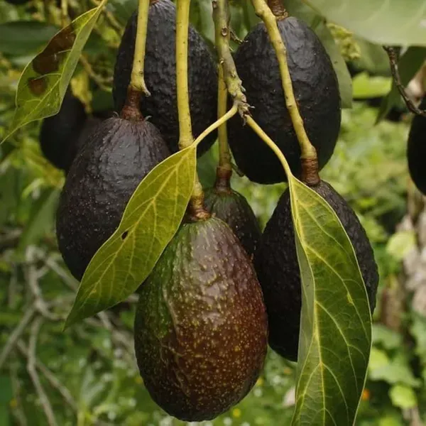 Lamb_Hass_Avocado_Butter_Fruit_Grafted_Plants_Tree1.5_-_3_Feet