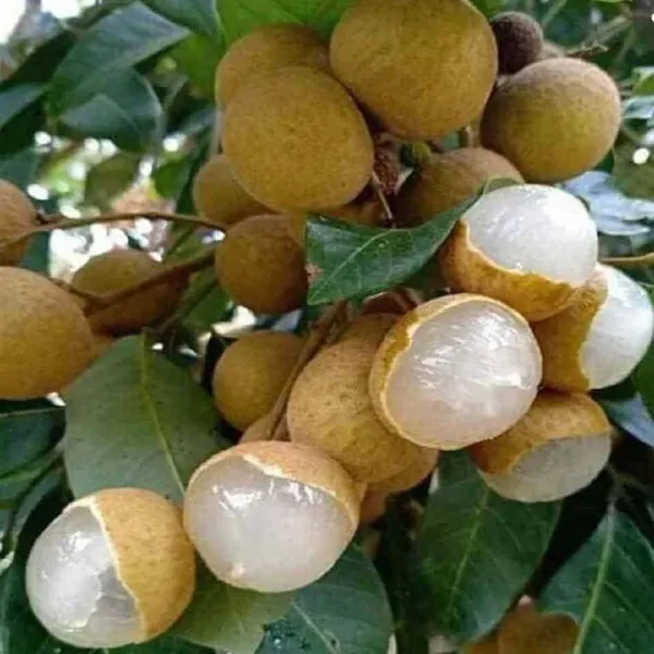 Kohala_Hawaii_Longan_Grafted_Fruit_Plants_Tree1_-_2_Feet