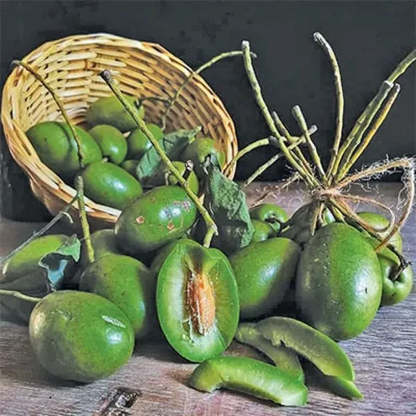 Sour_Indian_Ojalpai_Fruit_Air_Layering_Grafted_Plants_Tree1.5_-_3_Feet_S