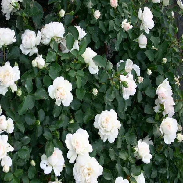 White_Rose_Fragrant_Flower_Plants_Tree1_-_2_Feet