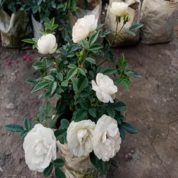 White_Rose_Fragrant_Flower_Plants_Tree1_-_2_Feet