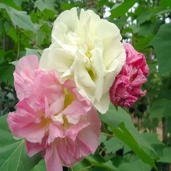 Double_Petal_Cotton_Rose_Land_Lotus_Sthal_Poddo_Hibiscus_Mutabilis_Changeab