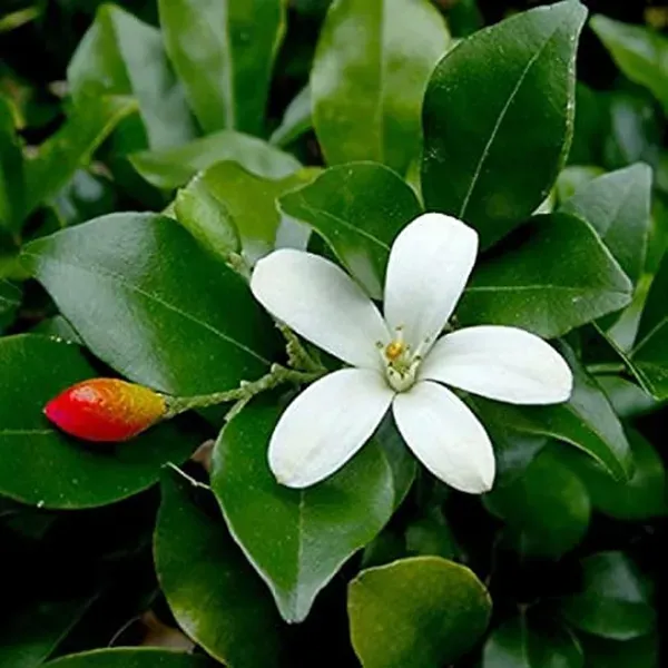 Madhu_Kamini_Satin_Wood_Kunti_Fragrant_Flower_Shrubs_Plants_Tree1_-_2_Feet