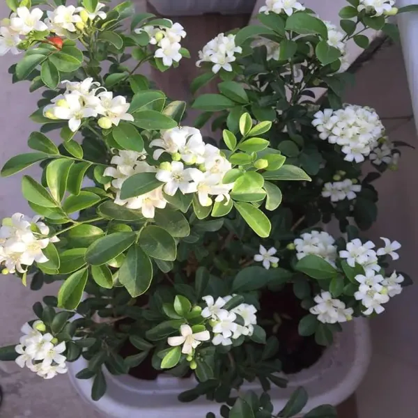 Madhu_Kamini_Satin_Wood_Kunti_Fragrant_Flower_Shrubs_Plants_Tree1_-_2_Feet