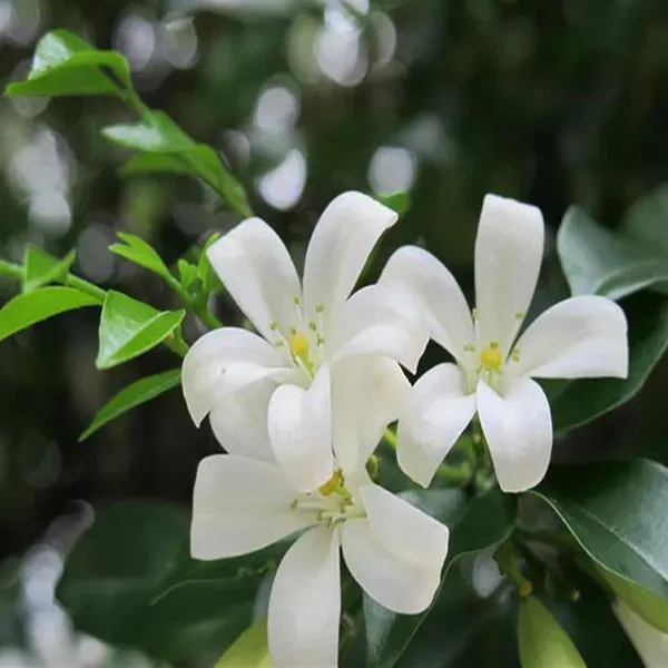 Madhu_Kamini_Satin_Wood_Kunti_Fragrant_Flower_Shrubs_Plants_Tree1_-_2_Feet