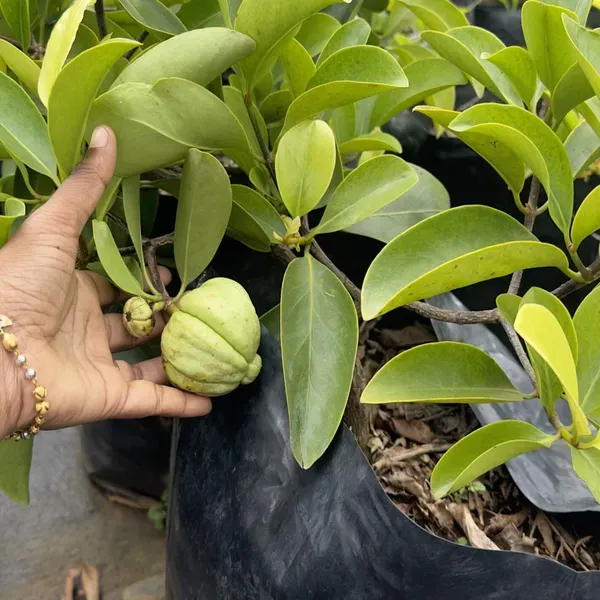 Malabar_Tamarind_Kudam_Puli_Garcinia_Cambogia_Grafted_Fruit_Plants_Tree_1