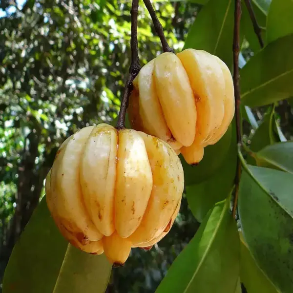 Malabar_Tamarind_Kudam_Puli_Garcinia_Cambogia_Grafted_Fruit_Plants_Tree_1