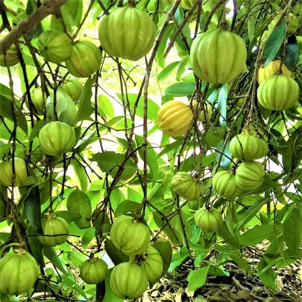 Malabar_Tamarind_Kudam_Puli_Garcinia_Cambogia_Grafted_Fruit_Plants_Tree_1