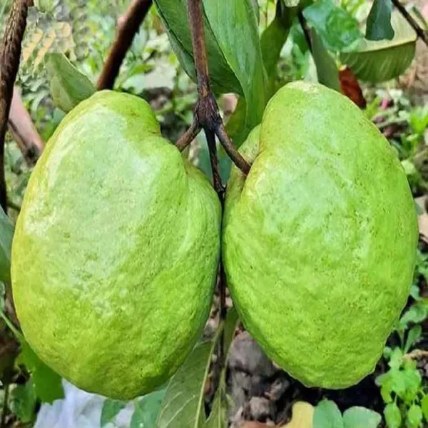 Super_Kiran_Thai_5_Guava_Amrood_Fruit_Air_Layering_Grafted_Plants_Tree