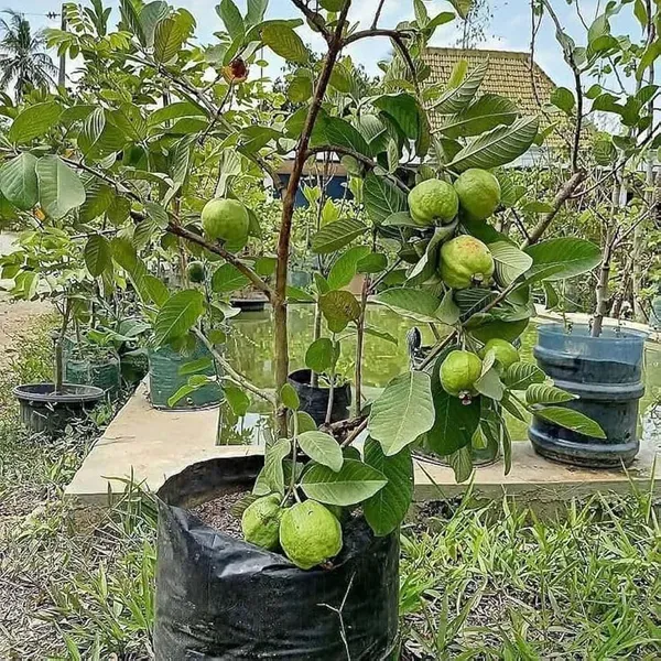 Super_Kiran_Thai_5_Guava_Amrood_Fruit_Air_Layering_Grafted_Plants_Tree