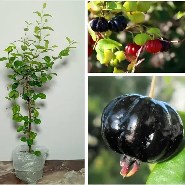 Surinam_Cherry_Cherries_Fruit_Air_Layering_Grafted_Plants_Tree1_-_2_Feet