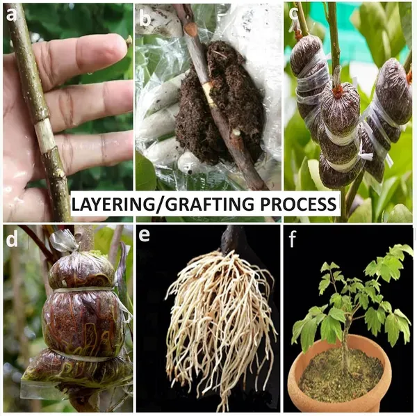 Surinam_Cherry_Cherries_Fruit_Air_Layering_Grafted_Plants_Tree1_-_2_Feet