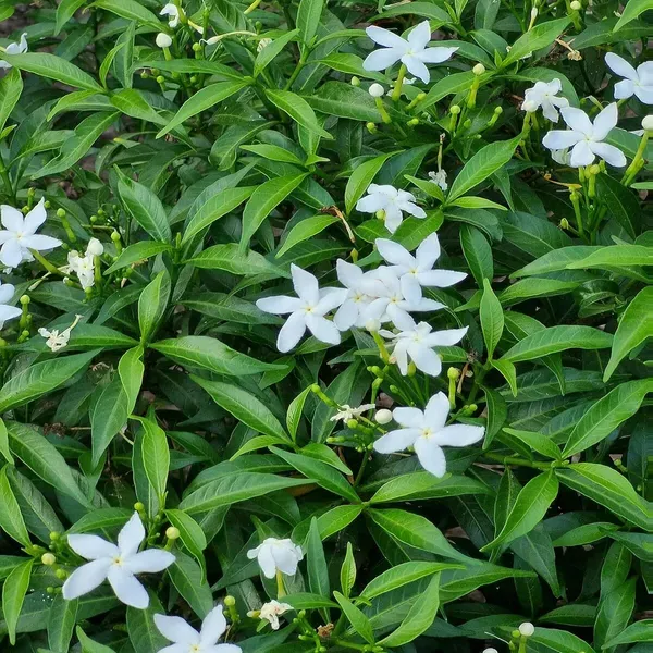 Mini_Tagar_Chandni_Crepe_Jasmine_Flower_Shrubs_Plants_Tree1_-_2_Feet