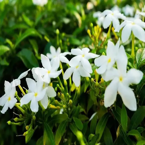 Mini_Tagar_Chandni_Crepe_Jasmine_Flower_Shrubs_Plants_Tree1_-_2_Feet