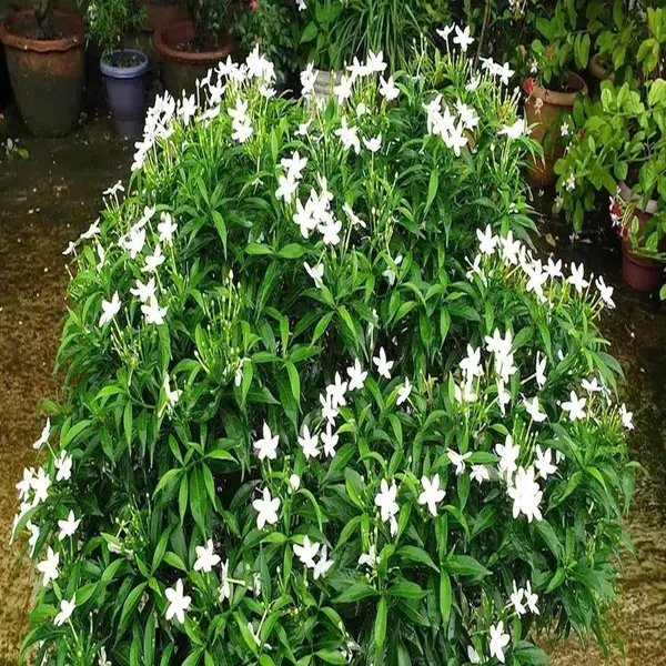 Mini_Tagar_Chandni_Crepe_Jasmine_Flower_Shrubs_Plants_Tree1_-_2_Feet