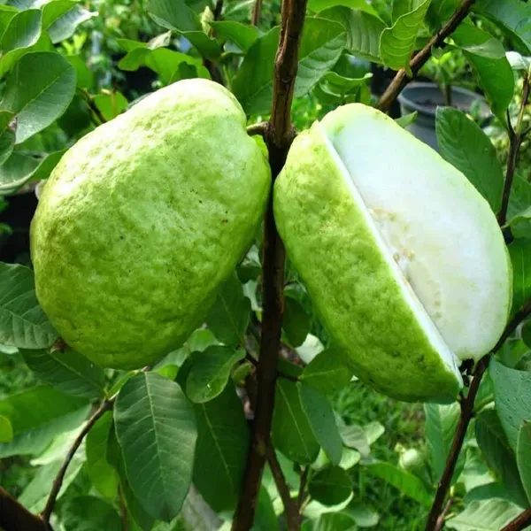 Thai_7_Guava_Amrood_Variety_Fruit_Air_Layering_Grafted_Plants_Tree_1.5