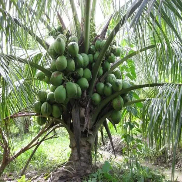 Mekong_Delta_Vietnam_Coconut_Hybrid_Dwarf_Varaity_Fruit_Plants_Tree_2_-_4_Feet