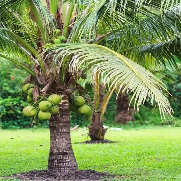 Mekong_Delta_Vietnam_Coconut_Hybrid_Dwarf_Varaity_Fruit_Plants_Tree_2_-_4_Feet