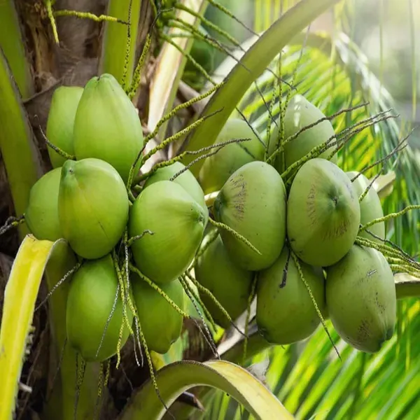 Mekong_Delta_Vietnam_Coconut_Hybrid_Dwarf_Varaity_Fruit_Plants_Tree_2_-_4_Feet
