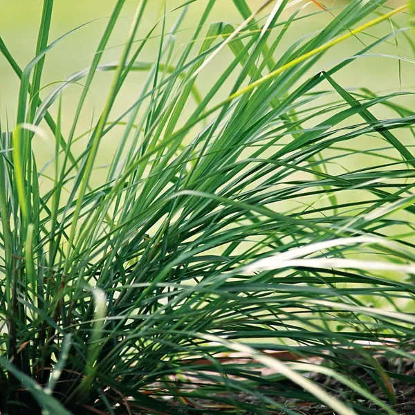 Lemon_Grass_Plants_Tree1.5_-_3_Feet
