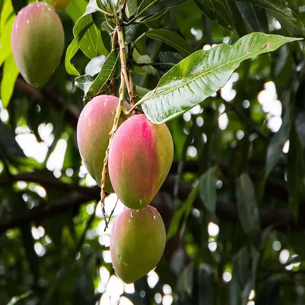 Sindhu_Seedless_Mango_Grafted_Aam_Fruit_Plants_Tree1.5_-_3_Feet