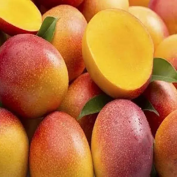 Sindhu_Seedless_Mango_Grafted_Aam_Fruit_Plants_Tree1.5_-_3_Feet