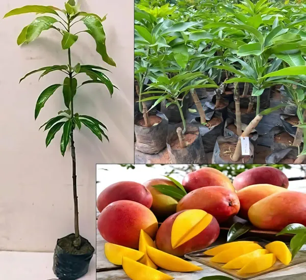 Sindhu_Seedless_Mango_Grafted_Aam_Fruit_Plants_Tree1.5_-_3_Feet