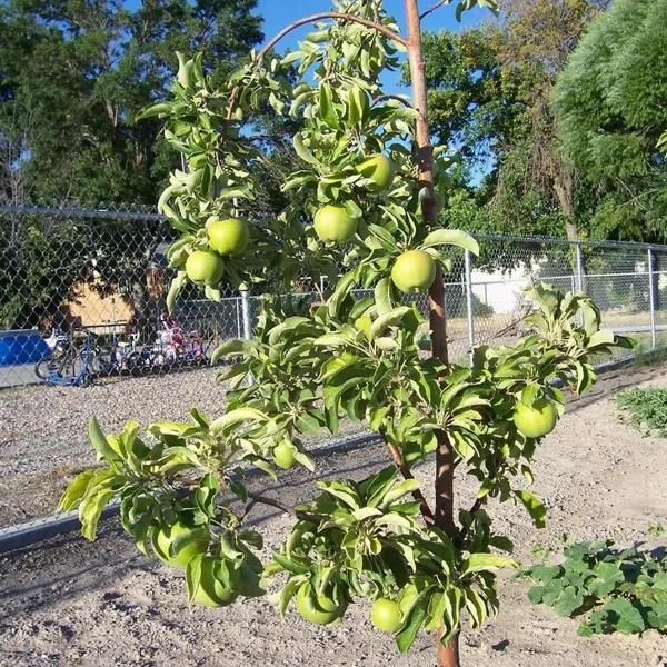 Granny_Smith_Green_Apple_Grafted_Seb_Fruit_Plants_Tree1.5_-_3_Feet