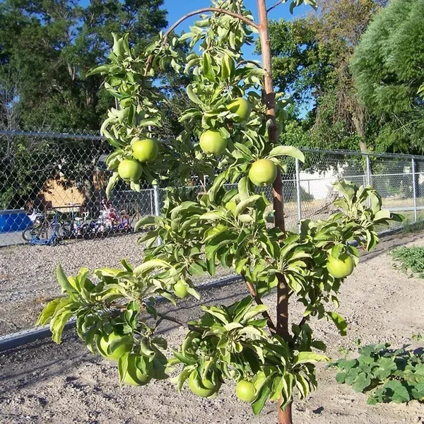Granny_Smith_Green_Apple_Grafted_Seb_Fruit_Plants_Tree1.5_-_3_Feet