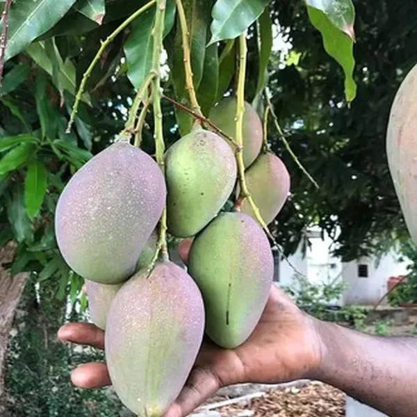 Nelam_Mango_Grafted_Aam_Fruit_Plants_Tree1.5_-_3_Feet