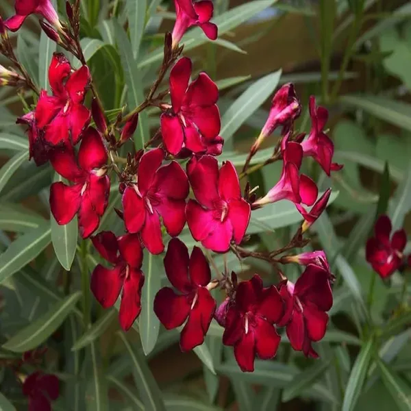 Red_Colour_Oleander_Kaner_Korobi_Flower_Plants_Tree1_-_2_Feet
