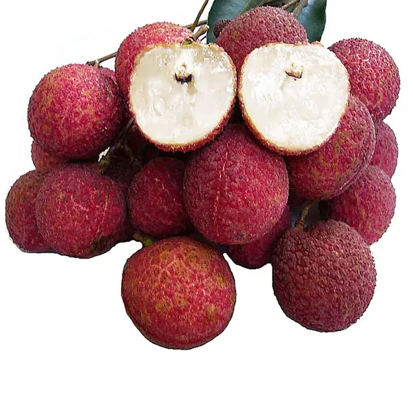 Early_Seedless_Litchi_Lychee_Fruit_Air_Layering_Grafted_Plants_Tree1_-_2_Feet