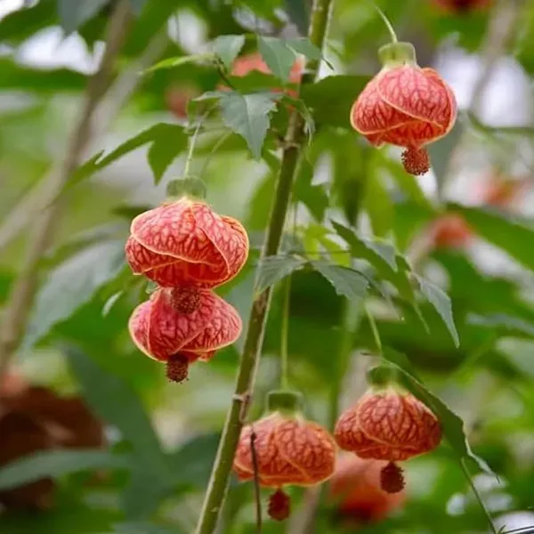 Red_Lanthana_Hibiscus_Flower_Plant_1_-_2_Feet