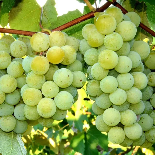 Green_Grapes_Angoor_Fruit_Air_Layering_Grafted_Plants_Tree