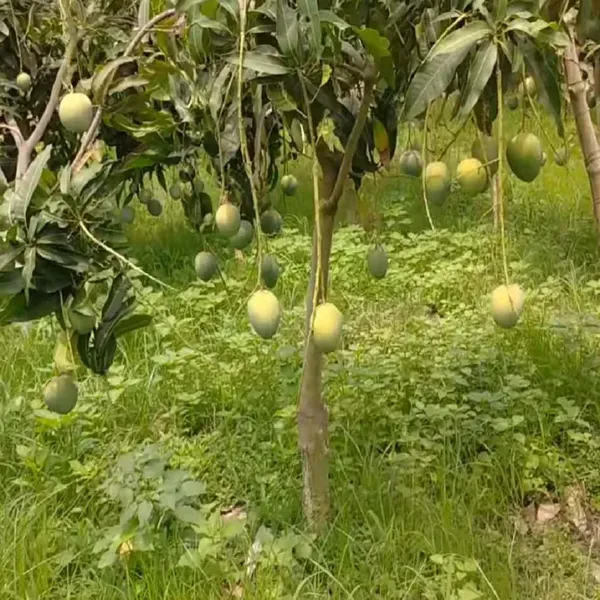 Bangladesh_Bari_4_Mango_Grafted_Aam_Fruit_Plants_Tree1.5_-_3_Feet