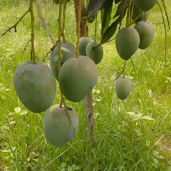 Bangladesh_Bari_4_Mango_Grafted_Aam_Fruit_Plants_Tree1.5_-_3_Feet