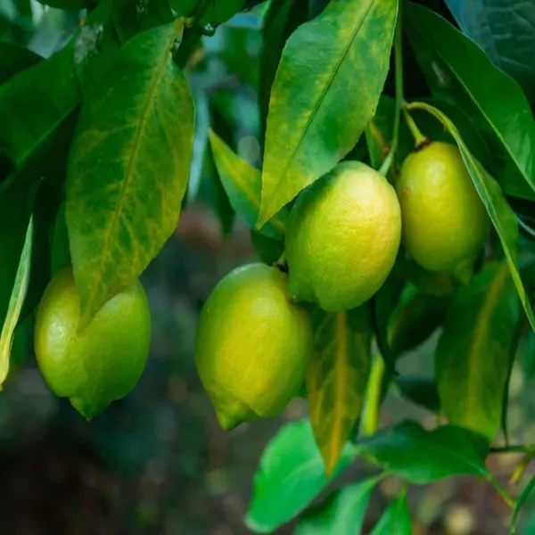 Nimbu_Kagzi_Lemon_All_Time_Lemon_Fruit_Air_Layering_Grafted_Plants_Tree