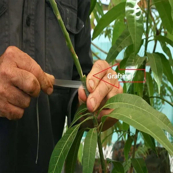 Langra_King_Of_Mango_Grafted_Aam_Fruit_Plants_Tree1.5_-_3_Feet