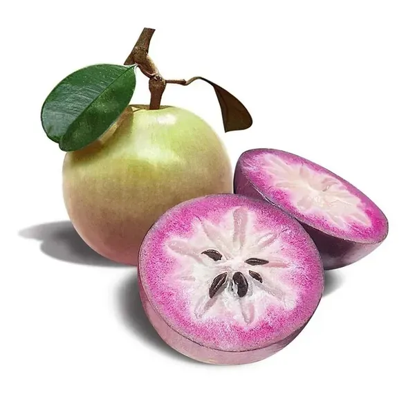 Milk_Fruit_Plants_Tree1.5_-_3_Feet