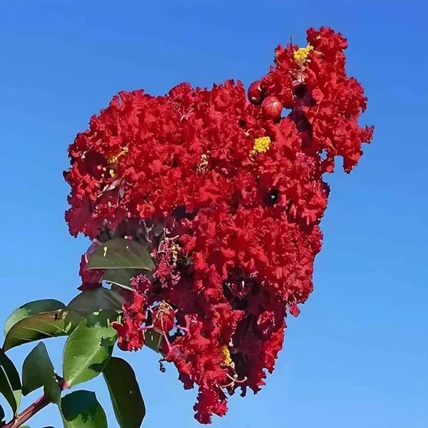 Red_Colour_Furush_Flower_Plants_Tree1_-_2_Feet