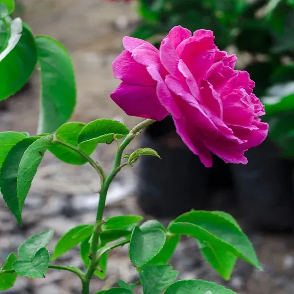 Pink_Colour_Button_Miniature_Rose_Fragrant_Flower_Plants_Tree1_-_2_Feet_Si