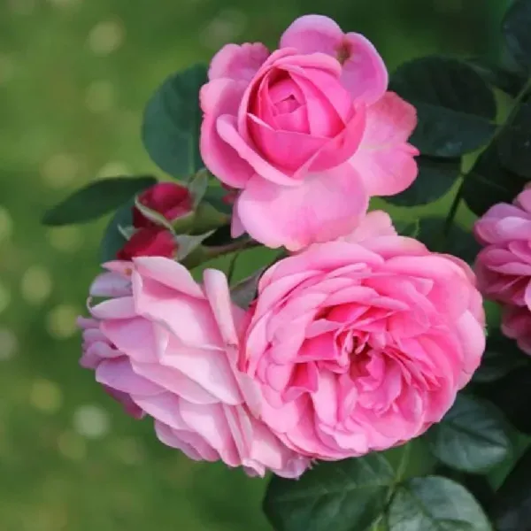 Pink_Colour_Button_Miniature_Rose_Fragrant_Flower_Plants_Tree1_-_2_Feet_Si