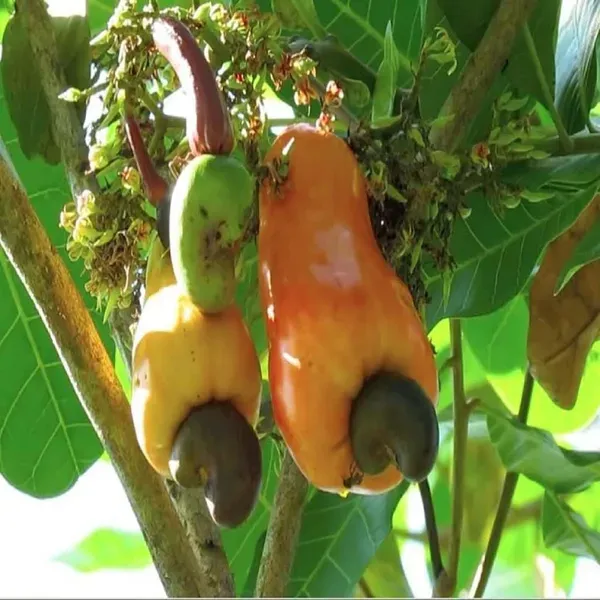 Jhargram_1_Cashew_Grafted_Nut_Kaju_Fruit_Plants_Tree1.5_-_3_Feet