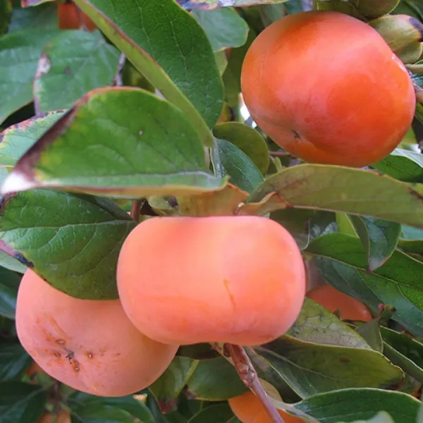 Fuyu_Persimmon_Fruit_Grafted_Plants_Tree_2_-_3_Feet