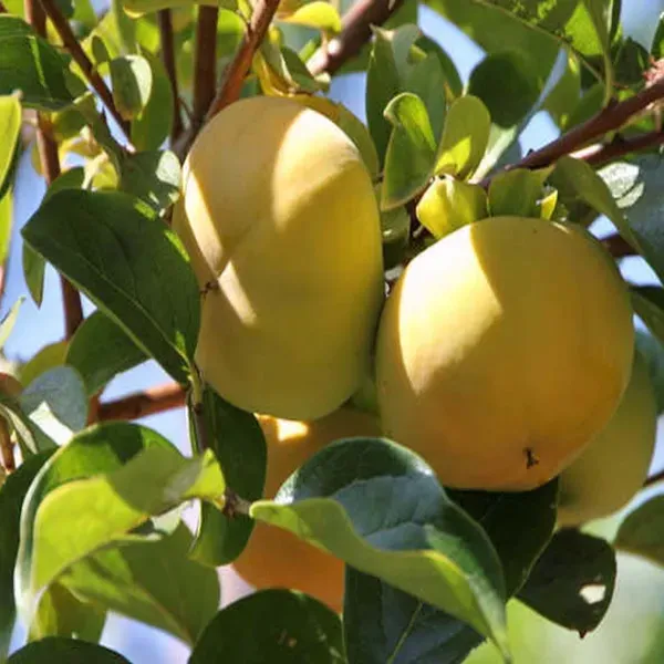 Fuyu_Persimmon_Fruit_Grafted_Plants_Tree_2_-_3_Feet