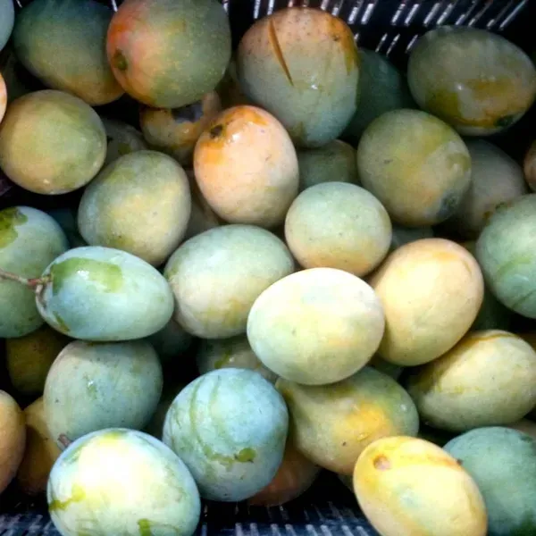 Jardalu_Mango_Grafted_Aam_Fruit_Plants_Tree1.5_-_3_Feet