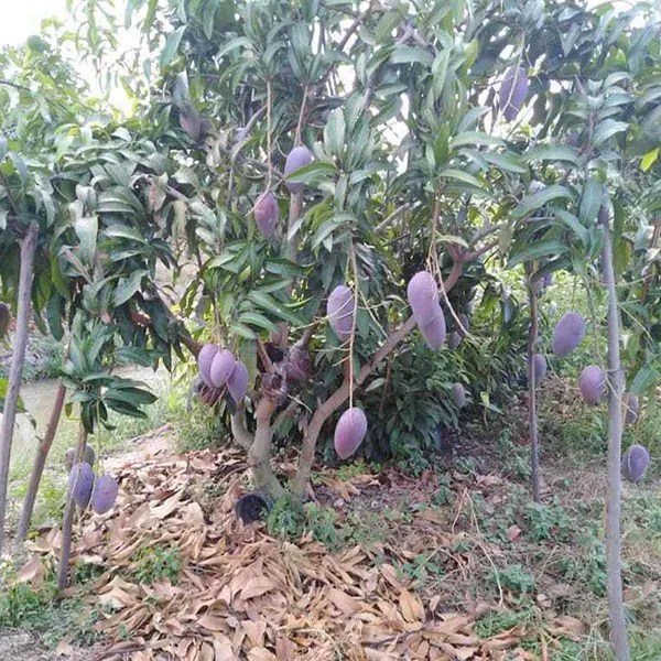 Nam_Dok_Mai_Si_Mueng_Purple_Mango_Grafted_Aam_Fruit_Plants_Tree_1.5_-_3_Fe