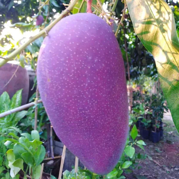 Nam_Dok_Mai_Si_Mueng_Purple_Mango_Grafted_Aam_Fruit_Plants_Tree_1.5_-_3_Fe